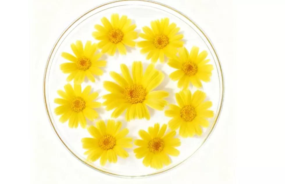 Cura della pelle sostenibile con α-bisabololo naturale biosintetico