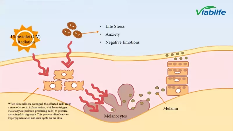 Nicotinamide nei cosmetici per schiarire e migliorare la salute della pelle Nicotinamide nei cosmetici per schiarire e migliorare la salute della pelle