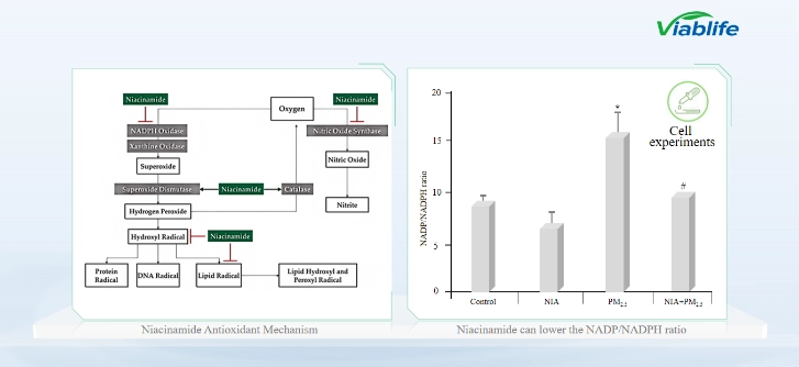 Meccanismo antiossidante della nicotinamide Antioxidant Mechanism of Nicotinamide
