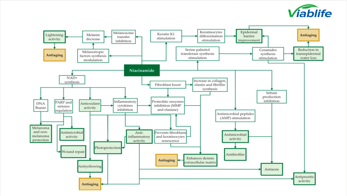 La nicotinamide influenza le vie del sebo Nicotinamide influences sebum pathways